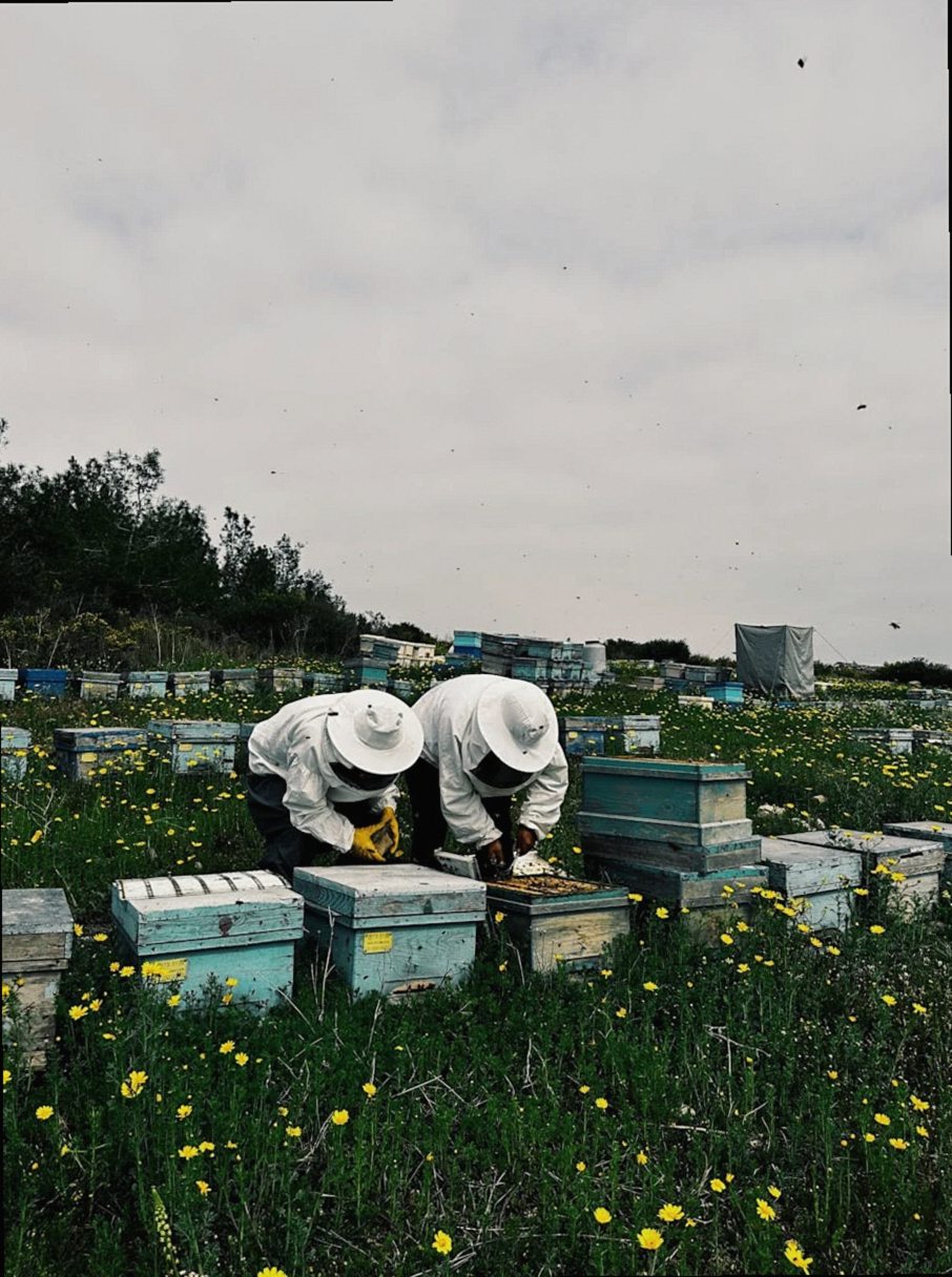 Beekeepers tending beehives amidst vibrant spring flowers in Tarsus, Türkiye.