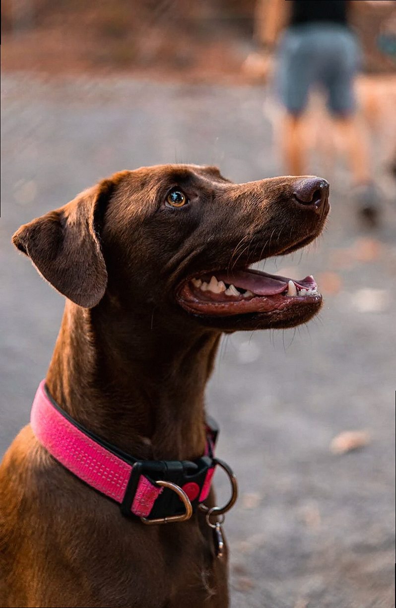 A happy Chocolate Labrador with a pink collar looking up in an outdoor setting in Panama.