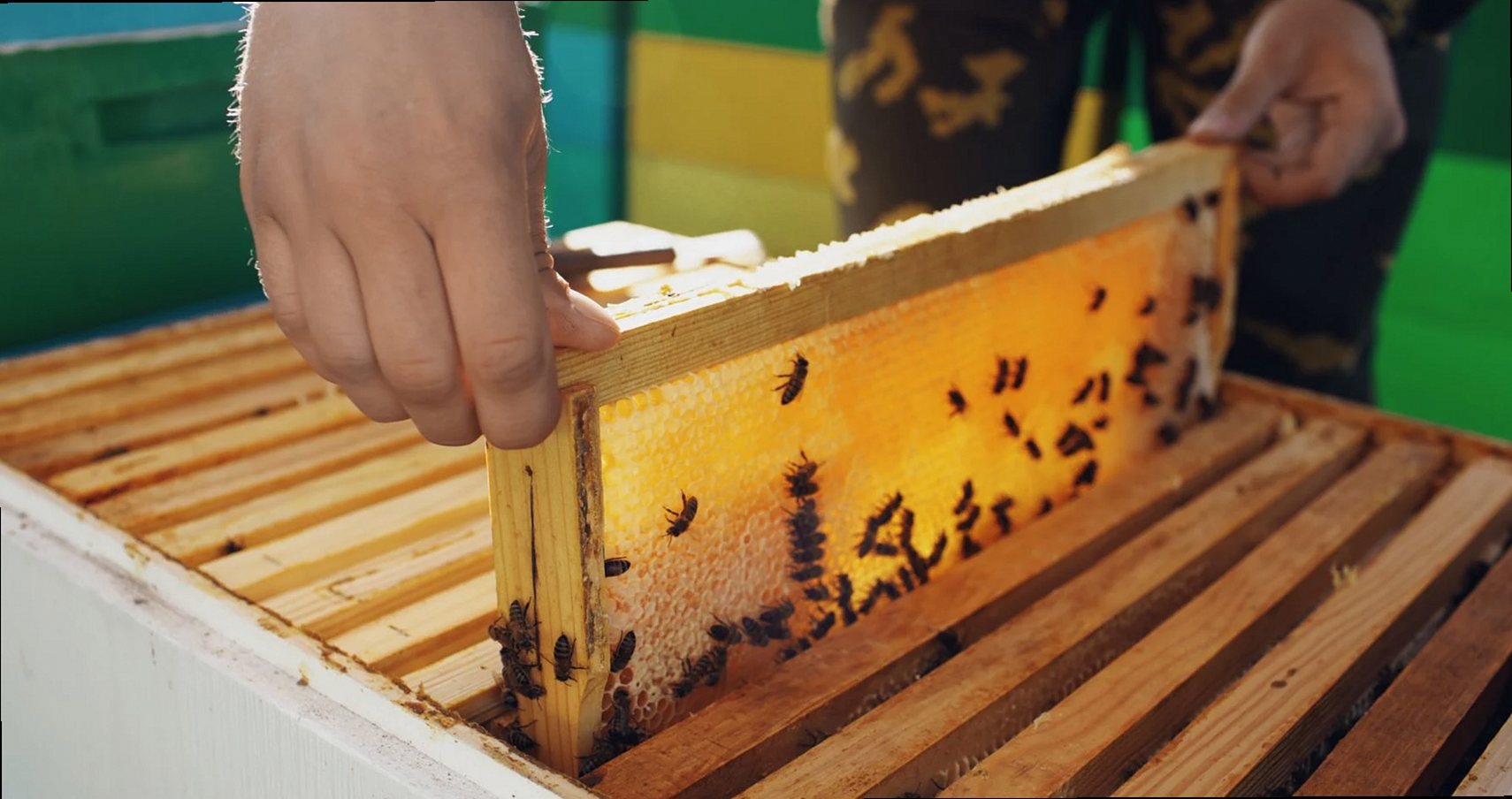 Close-up of a beekeeper inspecting a honey-filled honeycomb frame with bees.